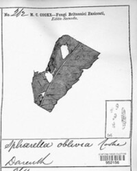Image of Sphaerella oblivia